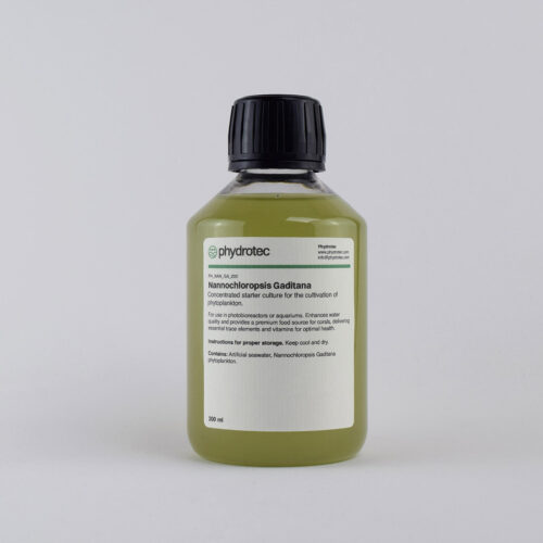 Lebendes Nannochloropsis Gaditana-Phytoplankton