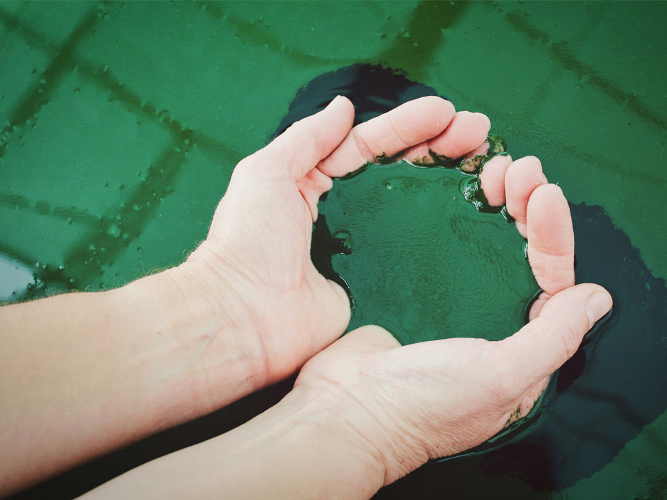 Mehr über den Artikel erfahren Spirulina züchten: Best Practices