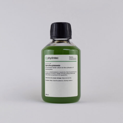 Lebende Spirulina platensis Cyanobakterien-Starterkultur - 200 ml