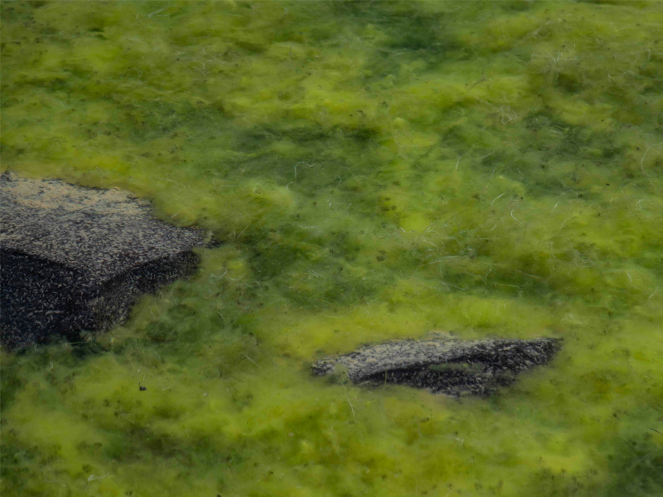 Mehr über den Artikel erfahren Die Rolle von Algen und Phytoplankton in der Meeresbiologie: Warum sie wichtig sind