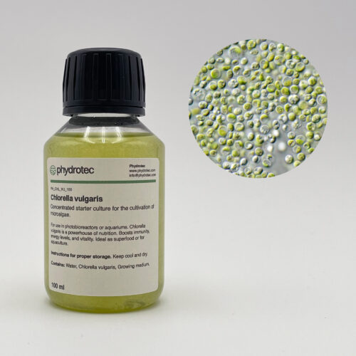Lebende Chlorella Vulgaris Algenkultur - 100 ml