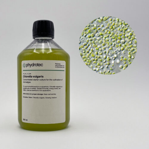 Lebende Chlorella Vulgaris Algenkultur - 500 ml