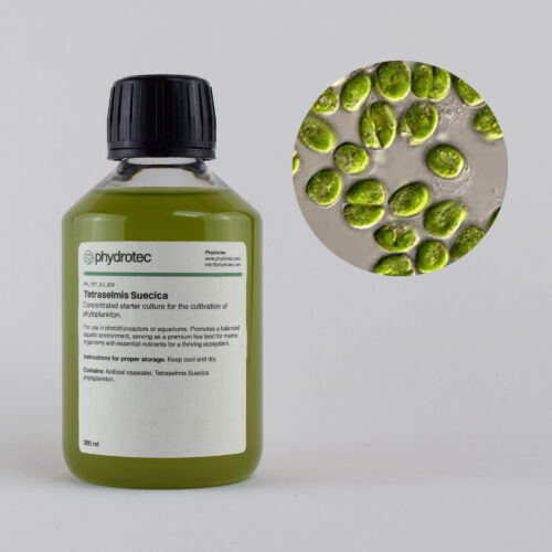 Lebende Tetraselmis Suecica Phytoplankton